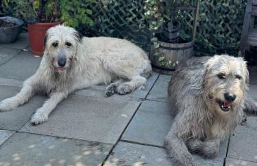 Bumble’s Barn - Foto 13