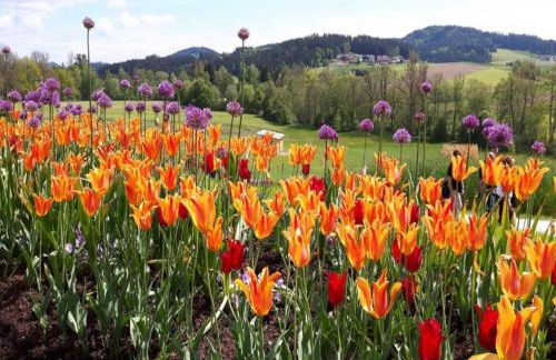 Quiet Cottage Near Trails - Foto 39