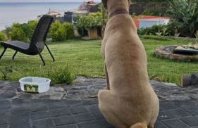 The Goat's Place III - Foto 33