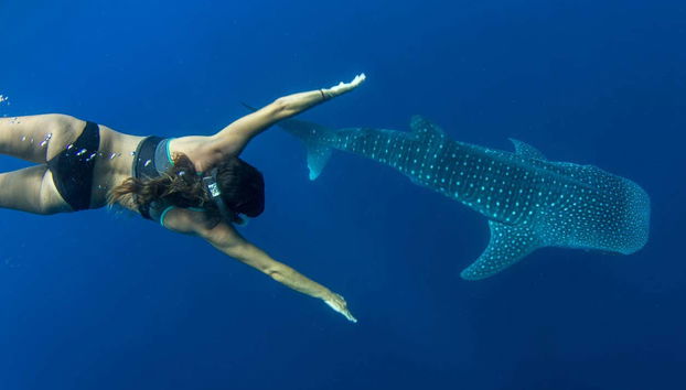 Swimming with Whale Sharks in Puerto Princesa - Foto 2