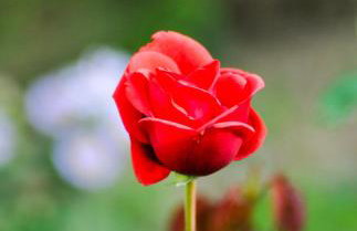 Apartman Anita - Foto 16