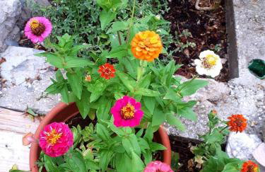 Apartments with parking space Maranovici, Mljet - 22339 - Foto 7