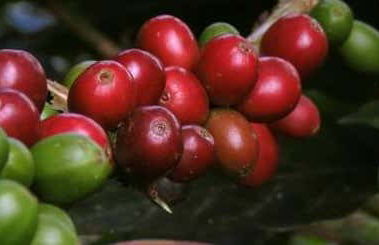 Tour del caffè a Viñales - Foto 1