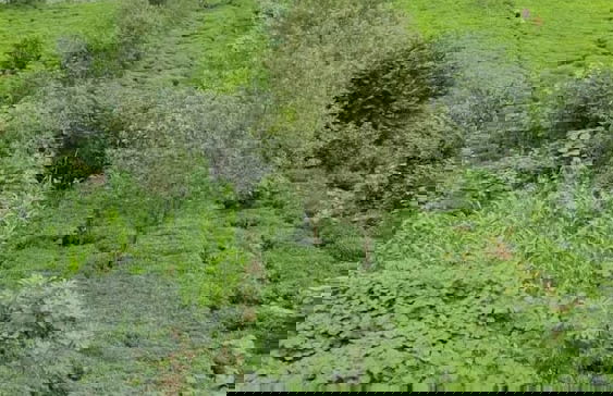 Zisto Apart Hotel & Bungalow - Photo 33