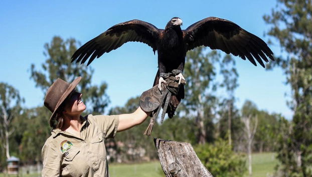 Santuario dei koala di Lone Pine - Foto 5