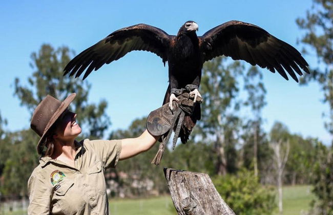Santuario dei koala di Lone Pine - Foto 5