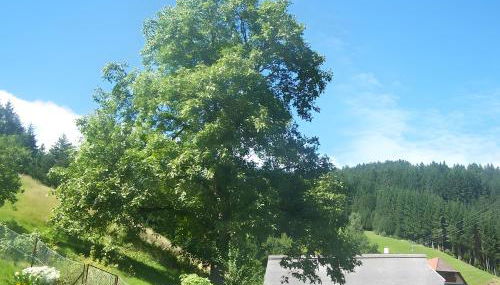 Gästehaus Brigitte Schoch - Foto 4