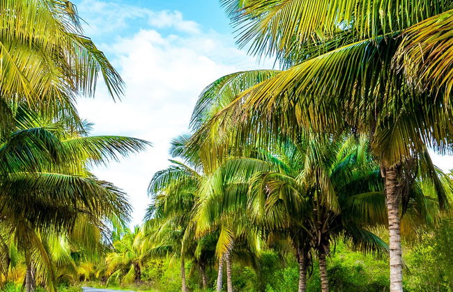 Transfer to Cayo Jutías - Photo 2