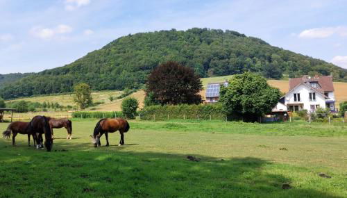 Ferienwohnung MW 4a bis 66 m2 Höxter Weserbergland Weser 1-2P 1SZi mBad 3-4P 2SZi m2Bäder Terrasse Wäsche Endreinigung Self CheckIn - Foto 2