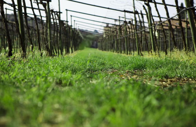 Agriturismo Corteforte - Foto 26