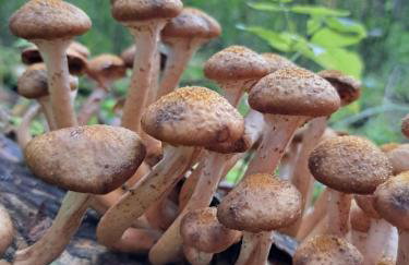 Leśny Reset - Foto 48