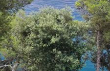 Villa Cokkinis - Foto 36