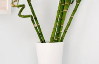 Your cozy downtown home - Apartment - Foto 12