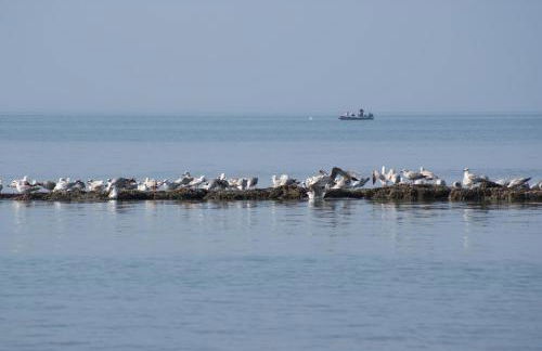 Petite Opale - Foto 31