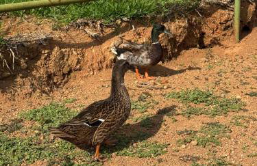 Recanto Trigueiro, um pedacinho do céu na Terra! Alexandre Gusmão, Brazlândia DF! - Foto 11
