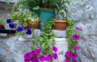 Manor house Aman - Photo 44