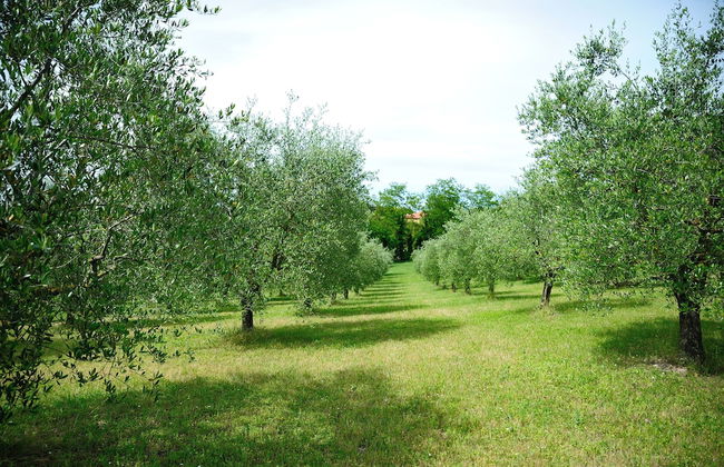 Agriturismo al Colle - Photo 44