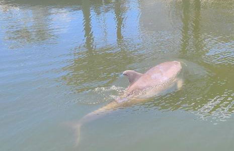 Sunset Cove Apollo Beach - Foto 75