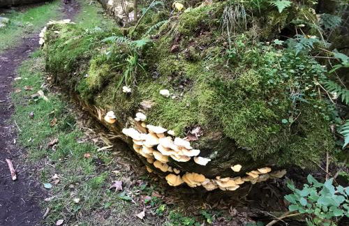 Tolle Ferienwohnung mit Loggia in Schauenstein 100qm bei Hof an der Saale Frankenwald - Foto 78