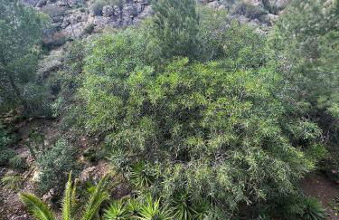 Sunrise beach apartment - Riarmar - Foto 31