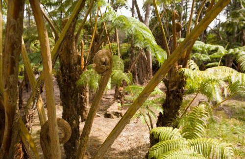 Hau'oli Place Tiki Cottage in Volcano - Foto 24