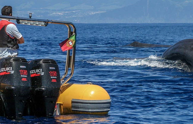 Avistamiento de cetáceos + Islote de Vila Franca - Foto 10