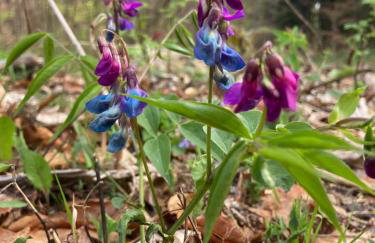 Dom Gościnny Zarembianka - Foto 66