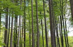 Harzquartier - Foto 50