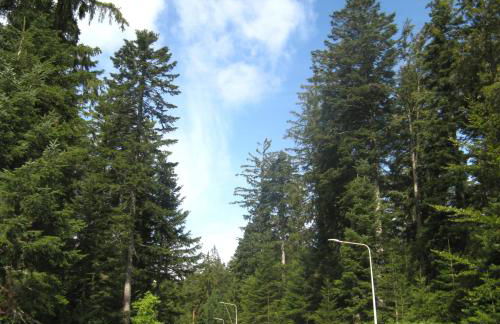 Ferienwohnung Schwarzwald Oase Kniebis - Foto 22