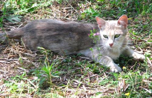 Aroggia Farm - Foto 29