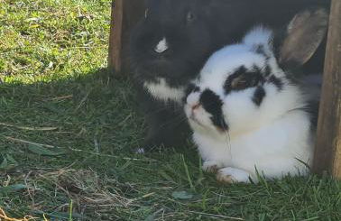 Ferienhaus Wendelhof - Foto 13