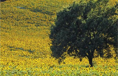 Luxury Retreat Montevettolini - Foto 53