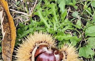 Cascina Bruna - Terrazza panoramica e giardino a Bobbio, Val Trebbia - Foto 55
