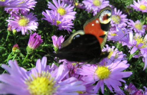 Natur-Aktiv-Hof Thiem - Foto 24