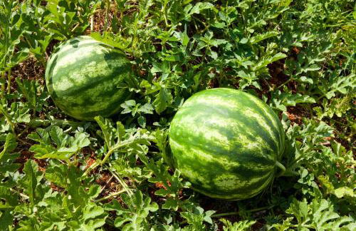 Agroturisme Can Planells - Foto 14