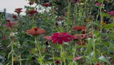 Casa Carabias Sigüenza - Foto 4, Garden