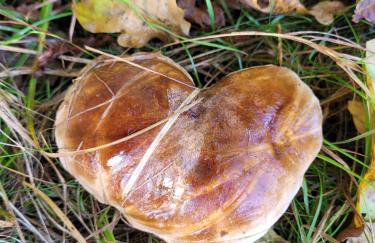 Na końcu dróżki - Foto 29