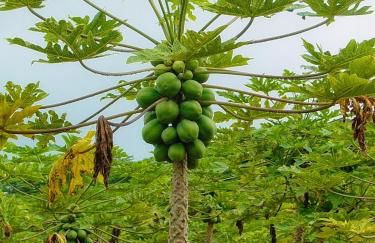 Hale “Hā Hā” - Photo 31