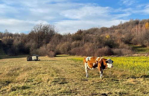 U Ewy pod Brzozami - Foto 56