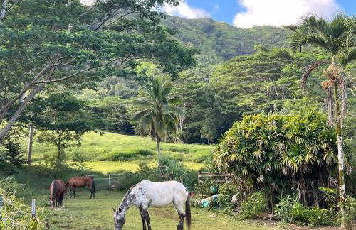 Kauai Beach Villas E16 - Foto 40