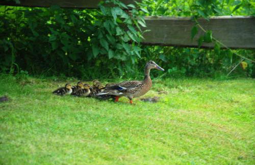 Ferienhof Sommergarten - Foto 20