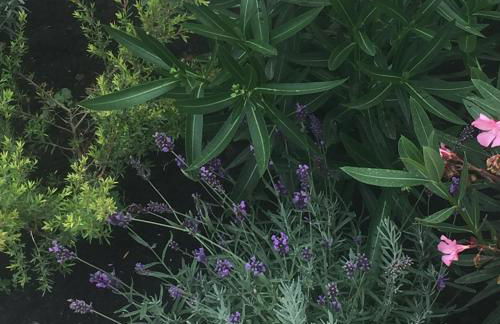 Rose Garden Studio - Foto 16