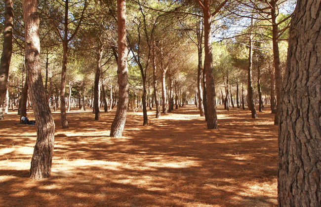 Les Pins Parasols - Foto 13
