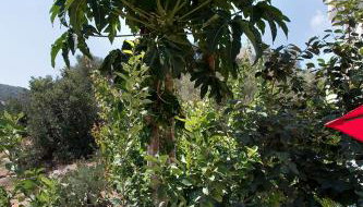 SUNSHINE APARTMENT CITY CENTER - Foto 4, Garden