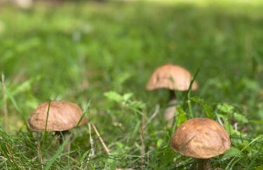 Ackermannia - Foto 13