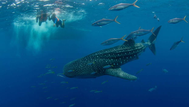 Swimming with Whale Sharks in Puerto Princesa - Foto 4