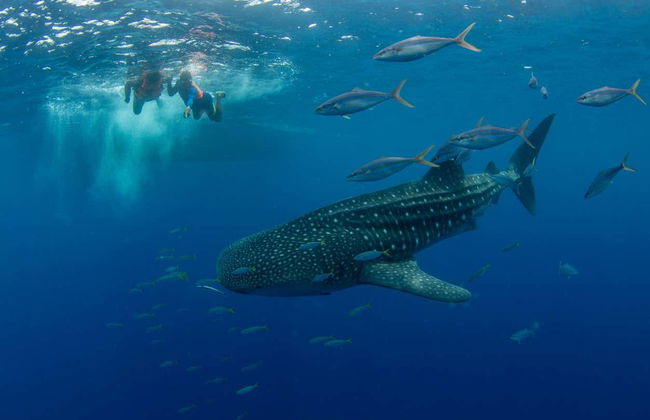 Nado con tiburones ballena en Puerto Princesa - Foto 4