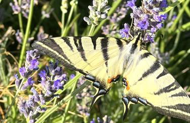 Villa Meliora - Foto 56
