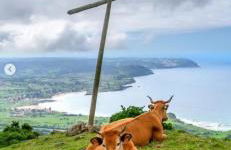 Flor de Pomar - Foto 12