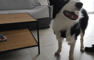 Willa w Brzozach Sznurki Spokojna 1 - Chmielno, Kaszuby, dom, jezioro - Foto 22